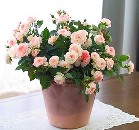 窗台养什么花最好