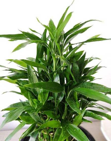 属鼠的养什么植物旺财运