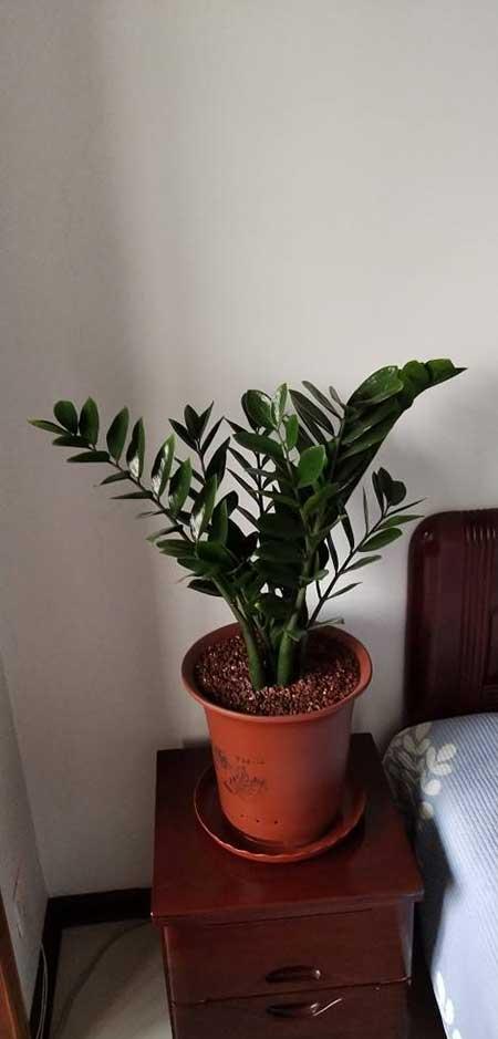 属鼠的养什么植物旺财运