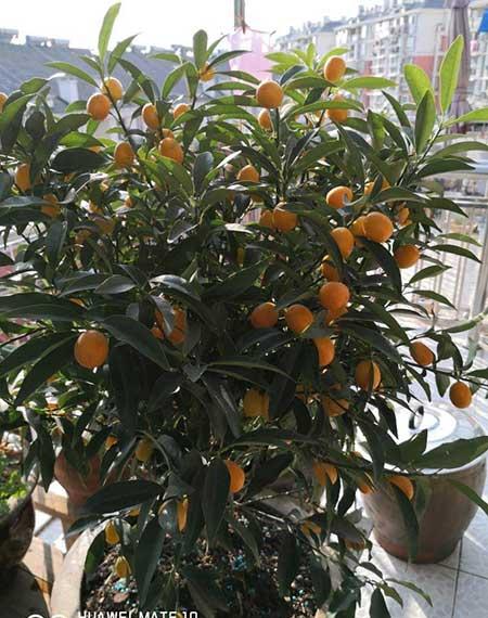 属鼠的养什么植物旺财运