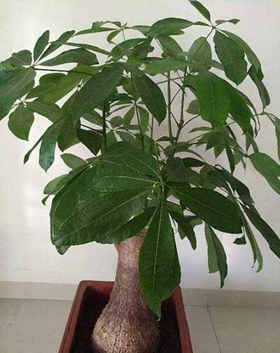 属鼠的养什么植物旺财运