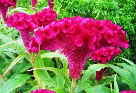 属牛适合养什么花