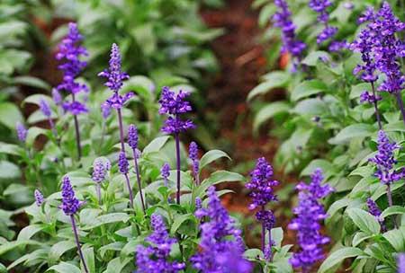 属牛适合养什么花