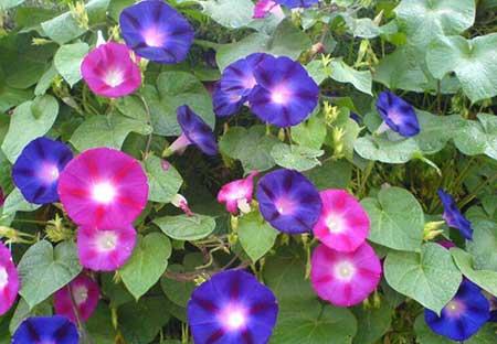 属牛适合养什么花