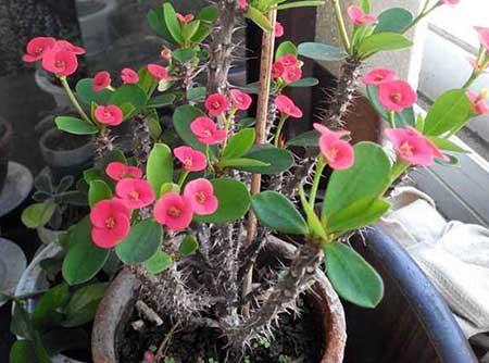 属牛适合养什么花