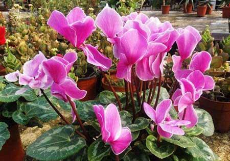 属牛适合养什么花