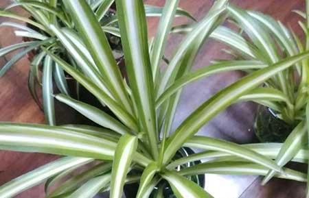 最好养的水培植物