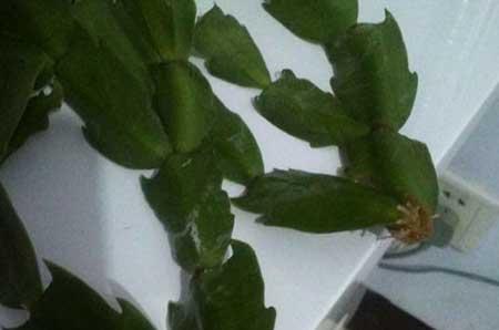 最好养的水培植物