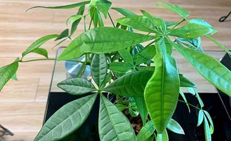 最好养的水培植物