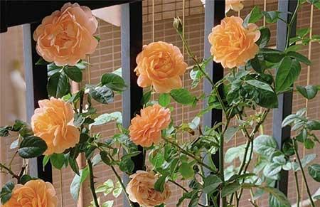 卧室养绿植好不好