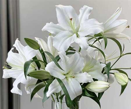 卧室养绿植好不好