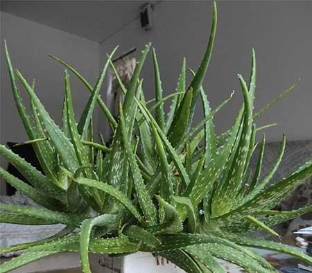 卧室养绿植好不好