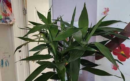 土培富贵竹盆栽怎么养