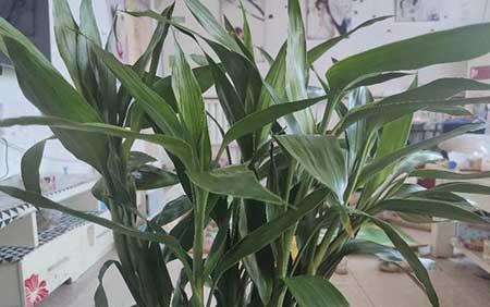 土培富贵竹盆栽怎么养