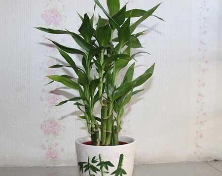 土培富贵竹盆栽怎么养