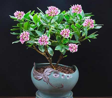 适合客厅养的带香味的花