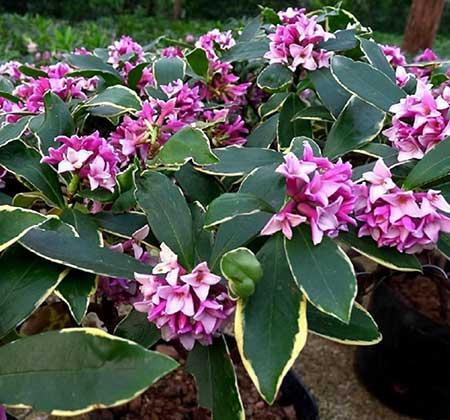 适合客厅养的带香味的花