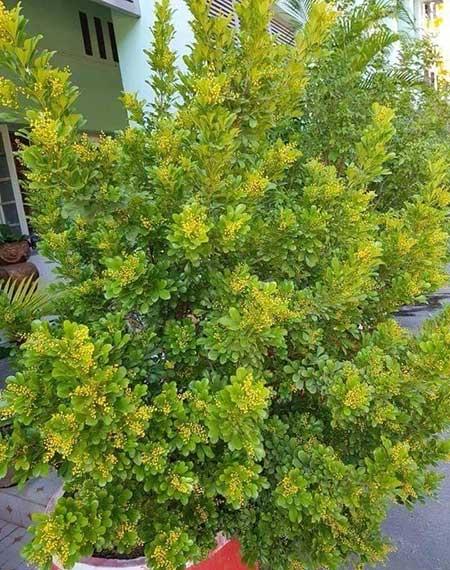 适合客厅养的带香味的花