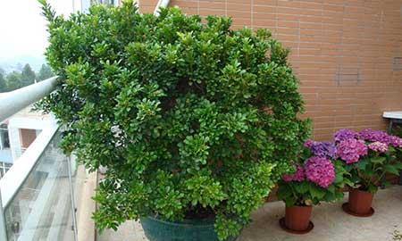 适合客厅养的带香味的花