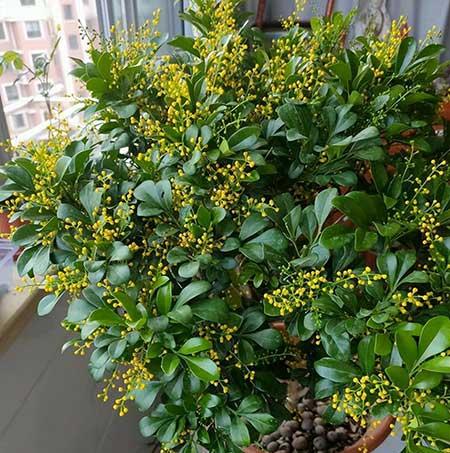 适合客厅养的带香味的花