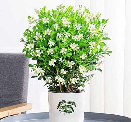 适合客厅养的带香味的花