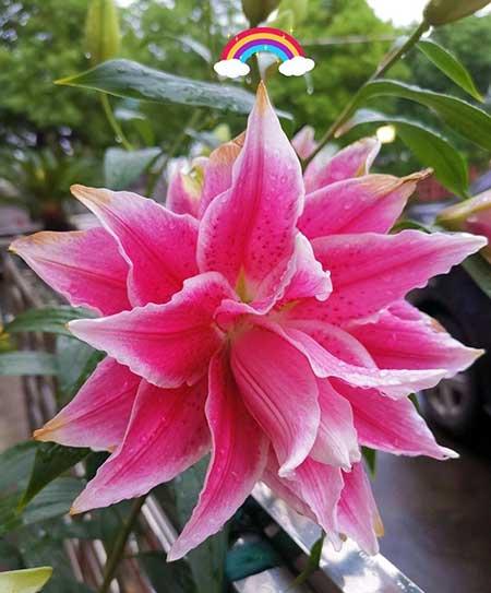 适合客厅养的带香味的花