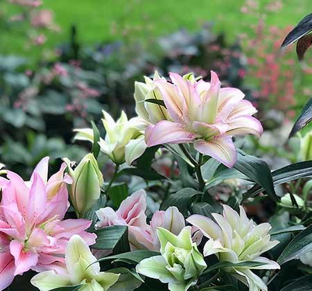 适合客厅养的带香味的花