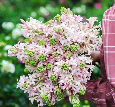 适合客厅养的带香味的花