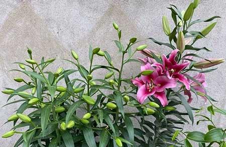 适合客厅养的带香味的花