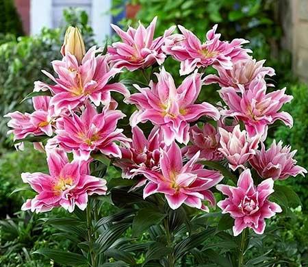 适合客厅养的带香味的花