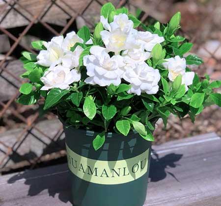 适合客厅养的带香味的花