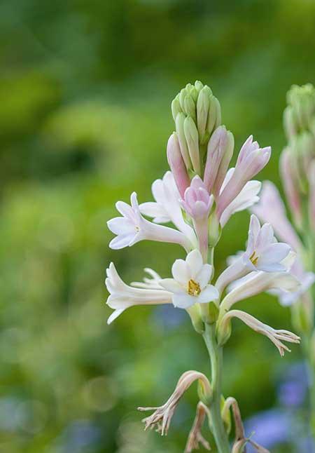 适合客厅养的带香味的花
