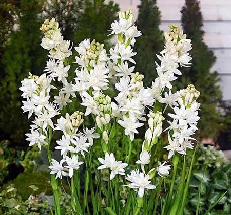 适合客厅养的带香味的花