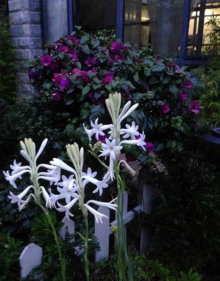 适合客厅养的带香味的花