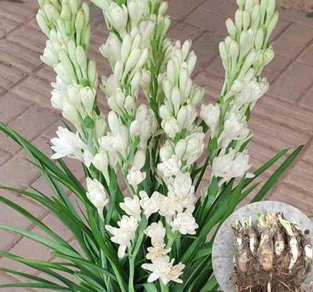 适合客厅养的带香味的花