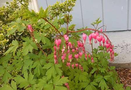 适合背阴养的花