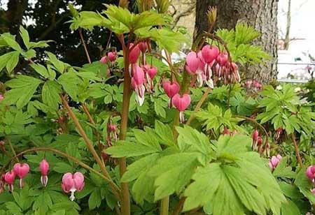 适合背阴养的花