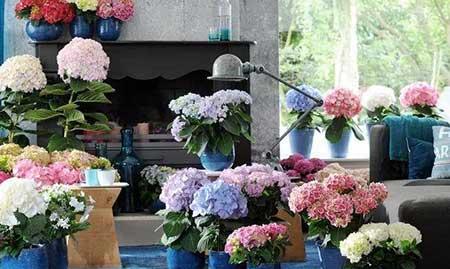 适合背阴养的花