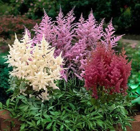 适合背阴养的花