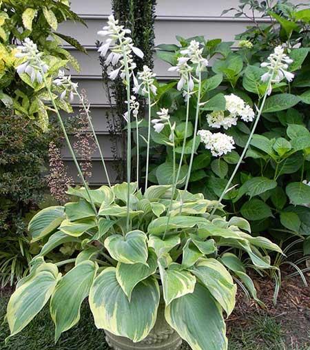 适合背阴养的花