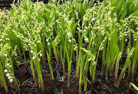 适合背阴养的花