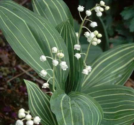 适合背阴养的花