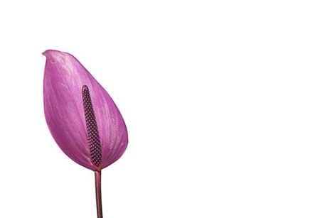 齐祖红掌植物怎么养