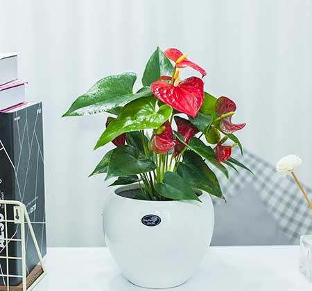 齐祖红掌植物怎么养