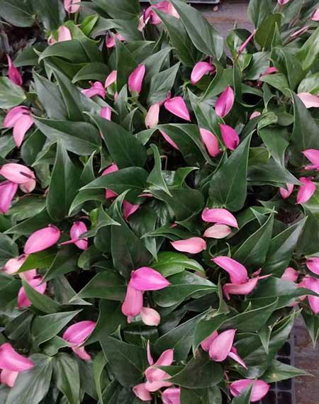 齐祖红掌植物怎么养