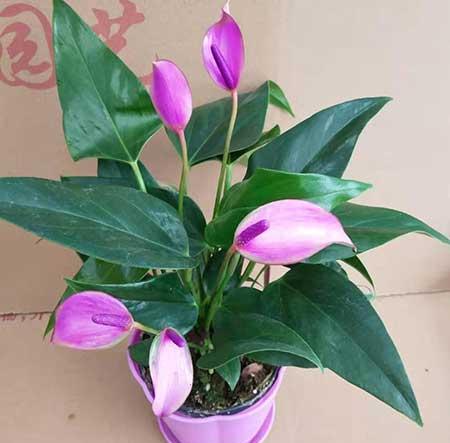 齐祖红掌植物怎么养