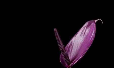 齐祖红掌植物怎么养