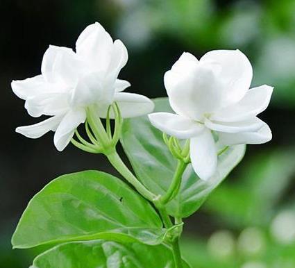 茉莉花盆栽怎么养