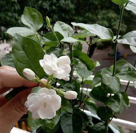 茉莉花盆栽怎么养