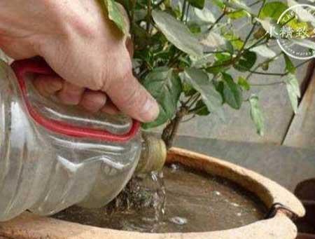 茉莉花盆栽怎么养